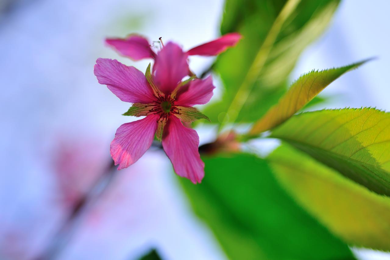 Flower Free花自在 Zhoulan エクステリア 写真